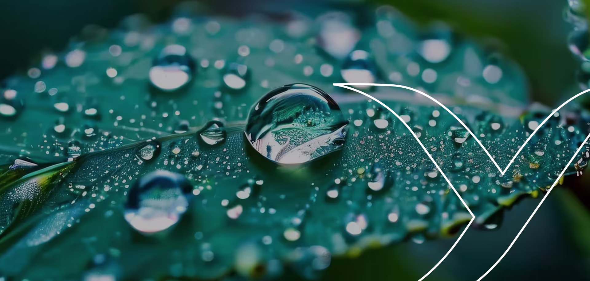 A green leaf with water droplets and reflections. We are in every moment of life.